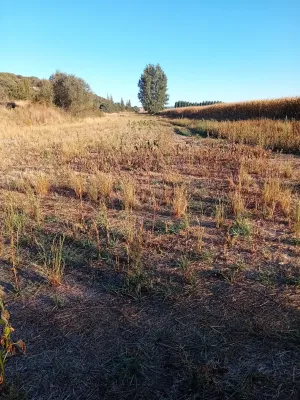 Tierra de regadío en La Maya Salamanca