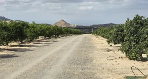 Finca agrícola en venta en Zeneta