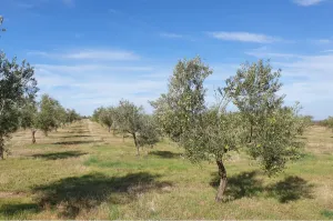 Olivar Con Buen Acceso En Plena Producción