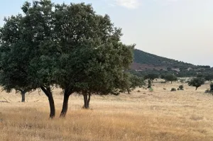 Finca Con Buen Acceso En Venta.