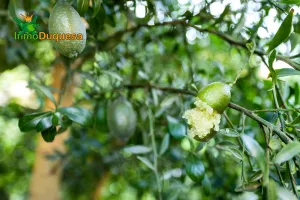 Finca rústica en  término de VELEZ DE BENAUDALLA.