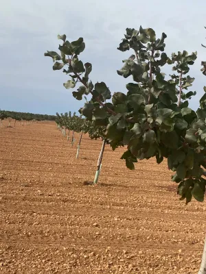 [gestifincarustica] - Tierra plantada de pist