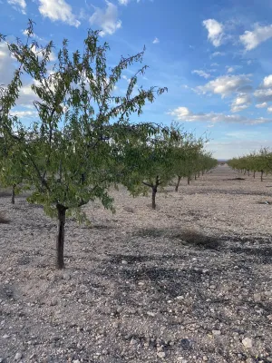 [gestifincarustica] - almendros regadio