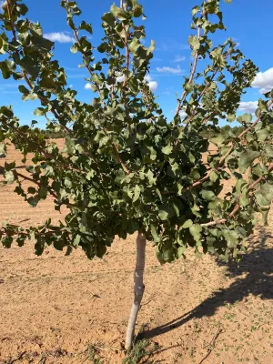 [gestifincarustica] - PISTACHOS