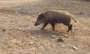 Hermosa Finca de Caza mayor y Recreo