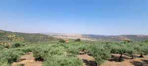 Finca Rústica de 228ha en venta