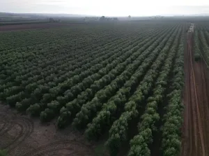 Olivar Superintensivo regadio 8,4 has