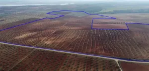 Olivar/Viñedo 118 Has Tierra de Barros (BA)