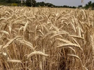 VENTA TIERRA DE LABOR SECANO EN VILLARROBLEDO