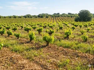 finca en venta 106 has. labor monte en Toledo
