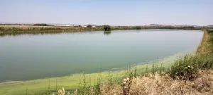 Venta de Finca de olivos superintensivos