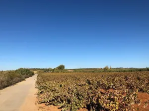 Finca en Bollullos Par del Condado