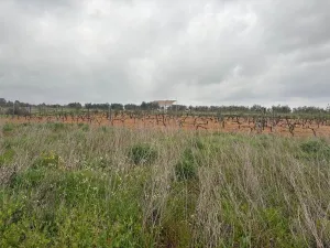 Finca en Las Palma del Condado - Huelva
