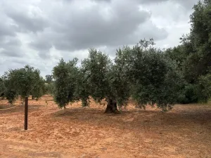 Finca en Almonte Huelva