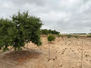 Finca en Bollullos par del condado Bollullos