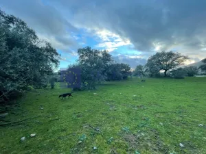 FINCA  110 HECTÁREAS EN LA ZONA DE ALCUESCAR