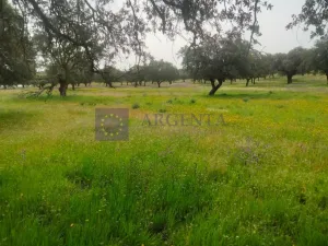 Finca Ganadera 1300 ha