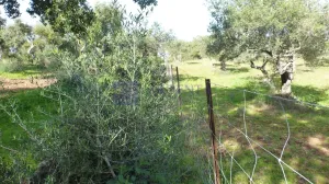 Finca Ganadera 200 ha en Aliseda