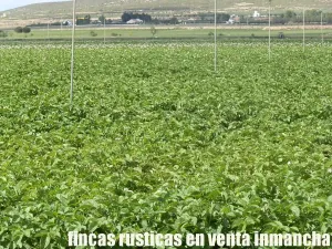 finca en venta 28 has. labor riego en Villena