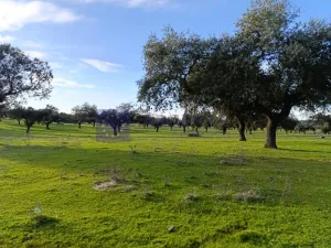 Finca Ganadera de 100 ha en Torrejoncillo
