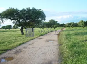 Se vende finca Ganadera 440 ha Badajoz