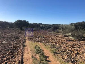 Se vende finca de 300 ha en Membrio