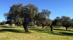 Se vende finca Ganadera y Cinegética 1400 ha