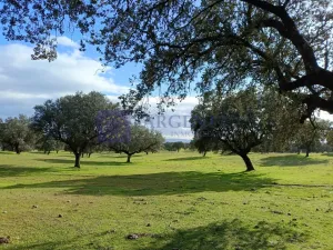 Se vende finca Ganadera 700 ha Navalmoral