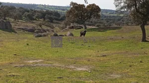 Finca Ganadera y Recreo de 140 ha Mérida