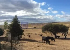 Finca Ganadera de 180 ha zona Plasencia