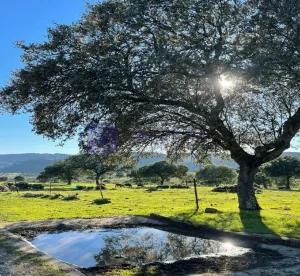 Se vende Finca 550 ha