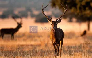 FINCA GANADERA Y CINEGÉTICA EN ZONA ALISEDA