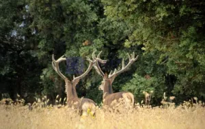 Se Vende Finca Ganadera y Cinegética Coria