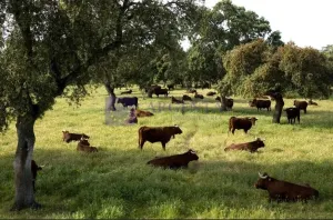 Finca Ganadera en Don Benito
