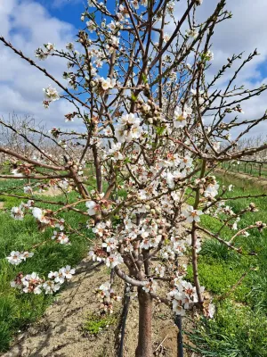 FINCA DE REGADÍO DE ALMENDROS DE 12 HECTÁREAS