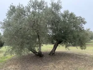 Finca Olivos Espejo (Córdoba)