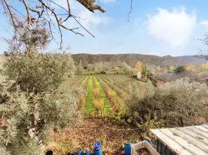 Vendo finca de perales Conferencia