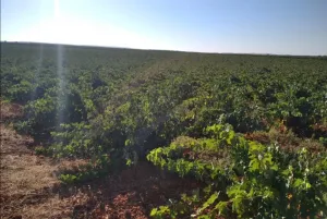 Finca regadío viña