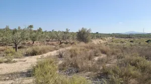 Finca Rústica en Monforte del Cid, Alicante - ¡Una Oportunidad Única! 🌳🌞