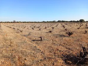 Venta terreno agrícola de secano de viñedo