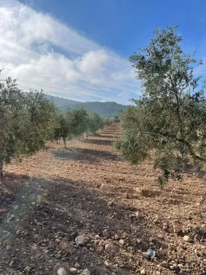 Finca Rústica de 24,5ha Casa 250m2 Nave 300m2