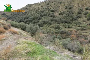 Finca rústica de olivos en Monachil.