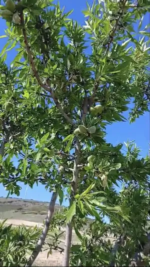 Finca Rústica con Almendros Productivos