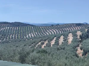 FINCA DE RECREO Y OLIVAR