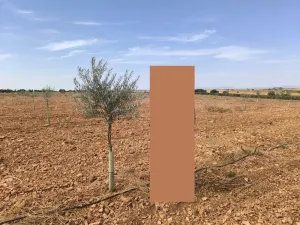 8.3 ha regadío entre Torralba y Daimiel