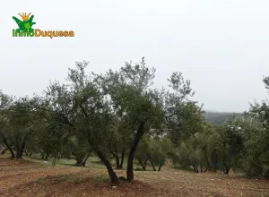 Finca rústica en Peligros - Sierra de la Alfaguara.