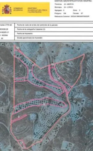 FINCA OLIVOS Y PINOS