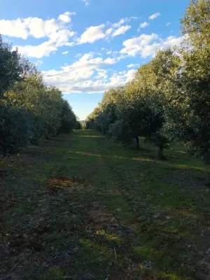 Venta de terreno en la Granadella