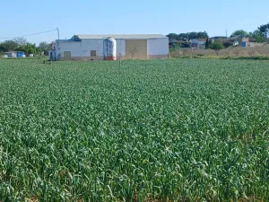 FINCA DE REGADÍO CON ALTA DOTACIÓN DE AGUA +
