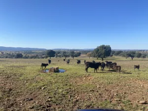 OPORTUNIDAD DEHESA GANADERA 440h